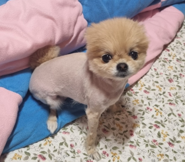 아빠가 미용했는데 개망했어 | 인스티즈