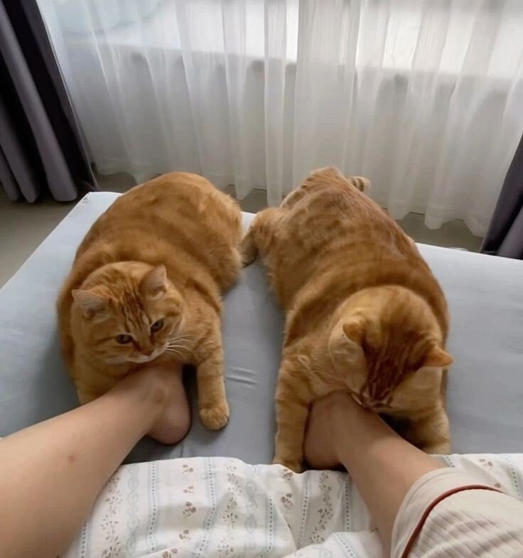 고양이 슬리퍼 | 인스티즈