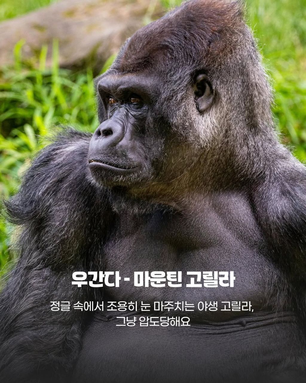 그 나라까지 갈만한 이 동물들의 귀여움.jpg | 인스티즈