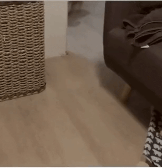 강아지가 점점 아내의 표정을 닮아간다.gif | 인스티즈