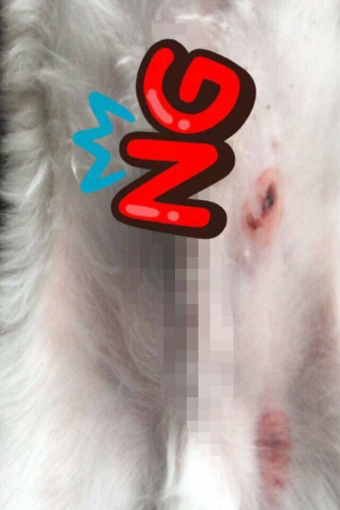 강아지한테 비비탄총 쏴서 싸대기맞은 초딩 | 인스티즈