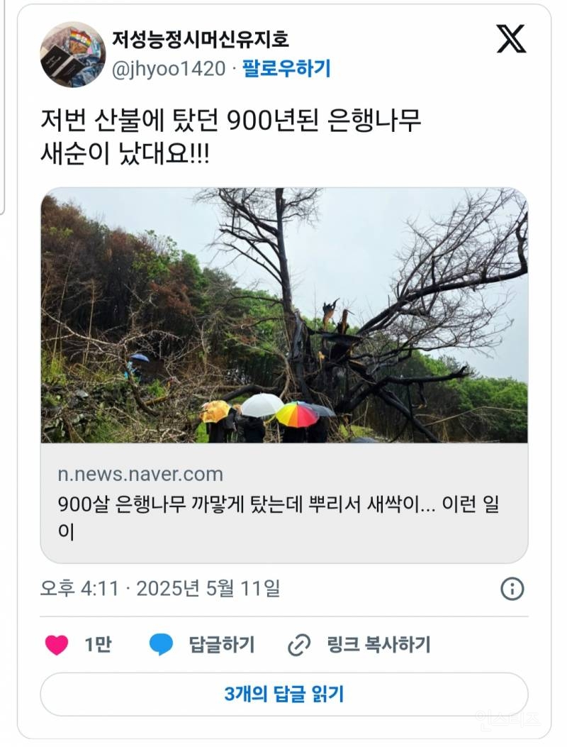 의성 산불에 타버린 900년된 은행나무 근황.jpg
