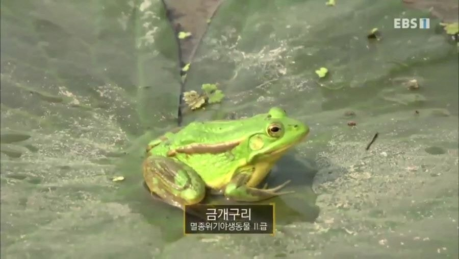 귀여운 금개구리의 사냥 방법.gif | 인스티즈