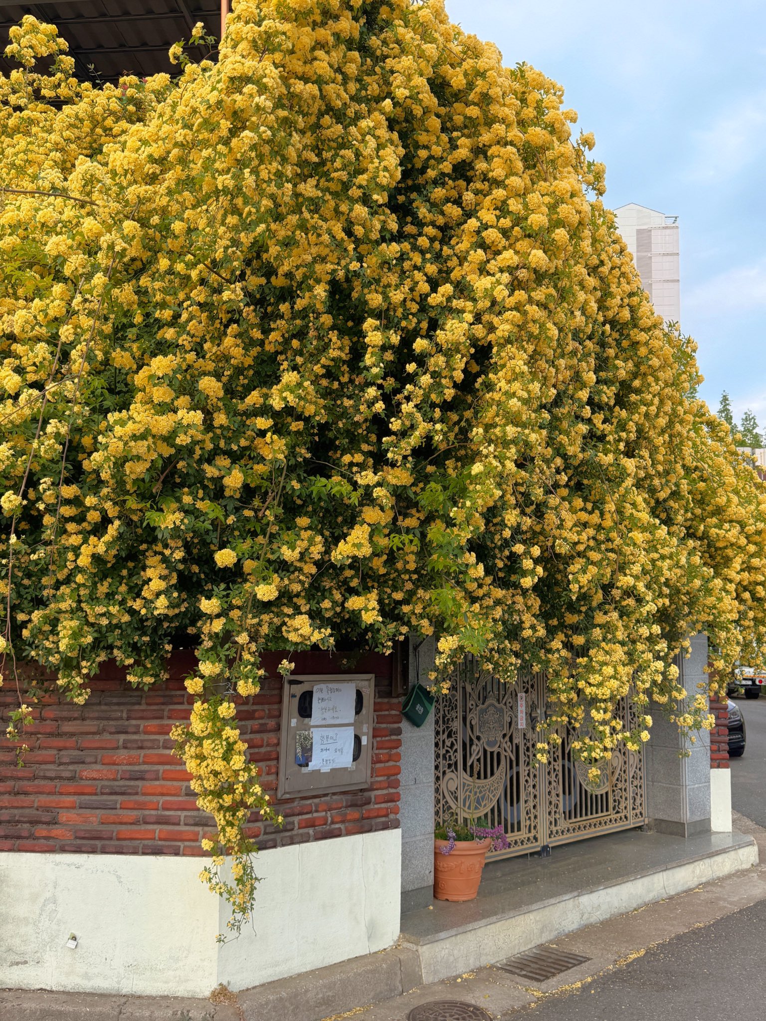 할머니집 근처에 목향장미 가득한 집이 있어 보고옴🌼.twt | 인스티즈